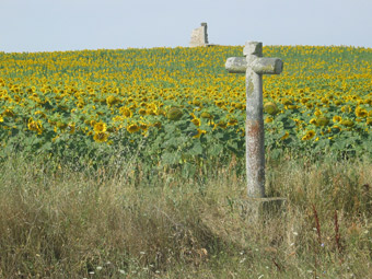 Girasoles